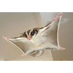 Sugar Glider 蜜袋鼯