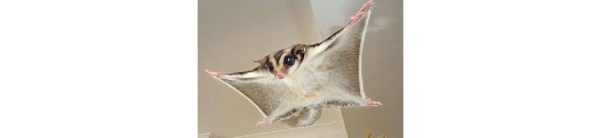 Sugar Glider 蜜袋鼯